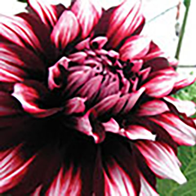 Take dahlia cuttings now for hoophouse planting